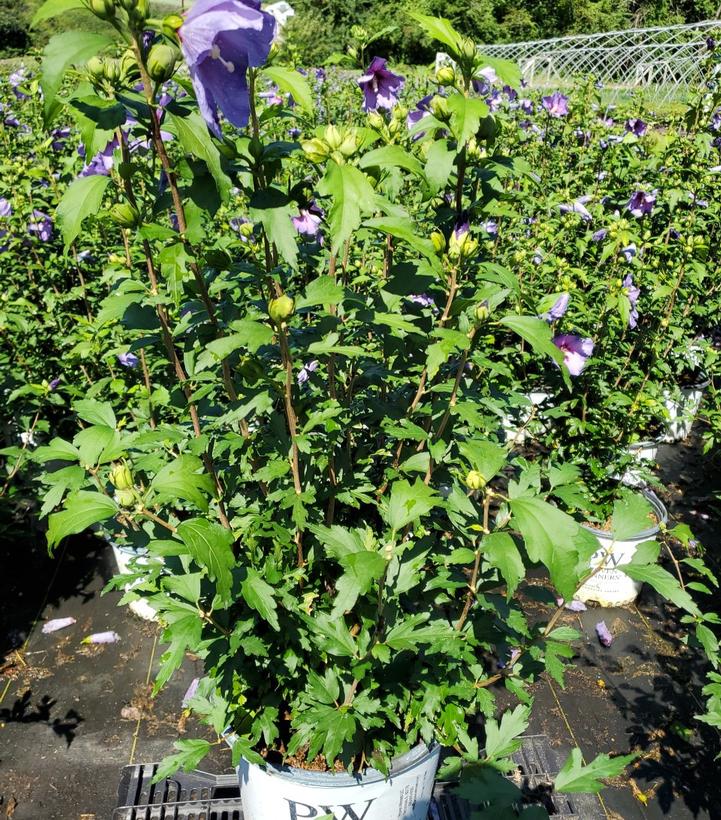Rose of Sharon – Paraplu Violet – #3 Container